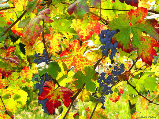 40792 (a): :1600x1200